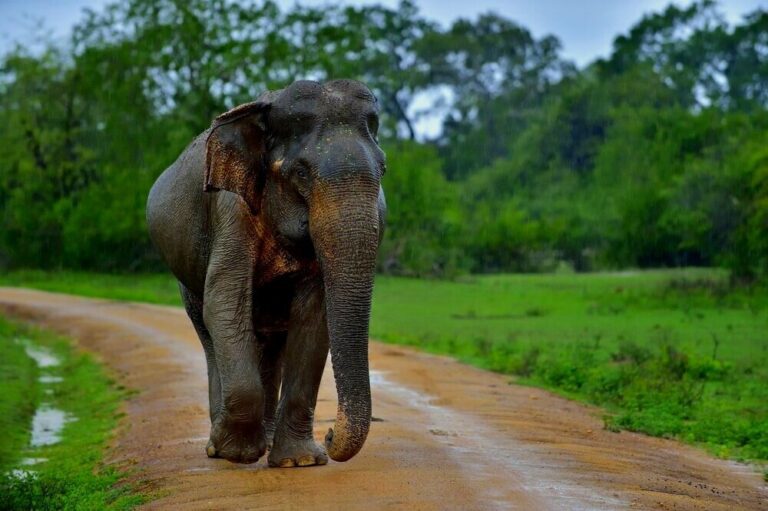 கடந்த ஆண்டு உயிரிழந்த யானைகள் இத்தனையா?