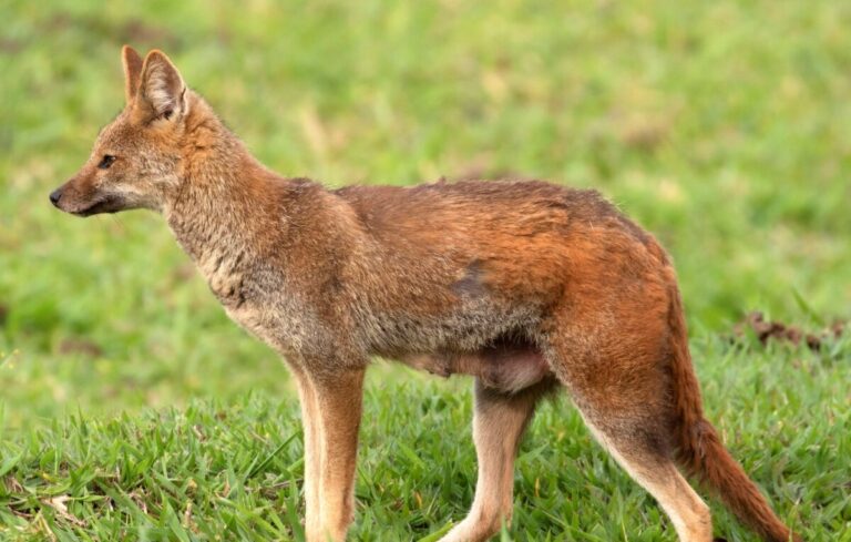 நரிகளின் நடமாட்டம் அதிகரிப்பு!