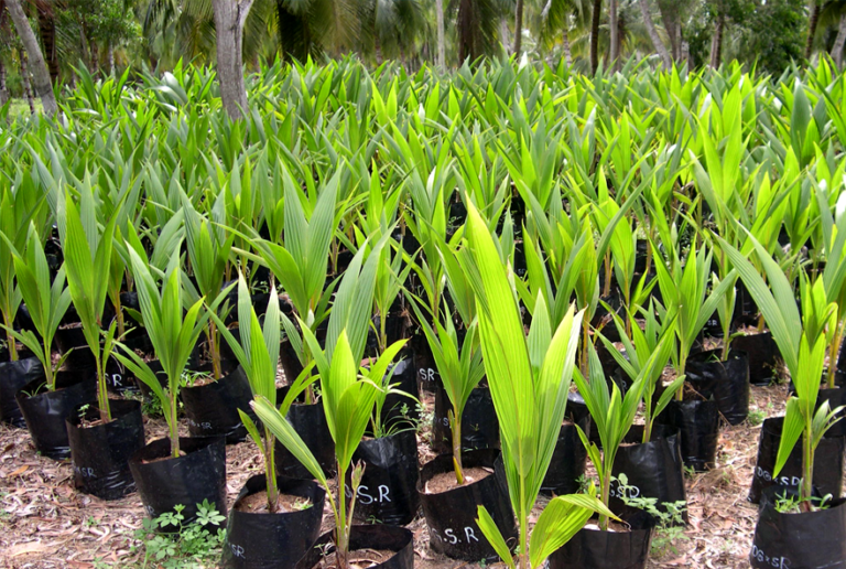 விவசாயிகளுக்கு மானிய விலையில் தென்னை உரம்!