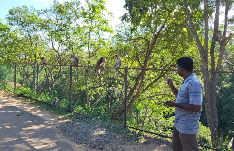 ஆரம்பமானது வன உயிரினங்கள் கணக்கெடுப்பு!