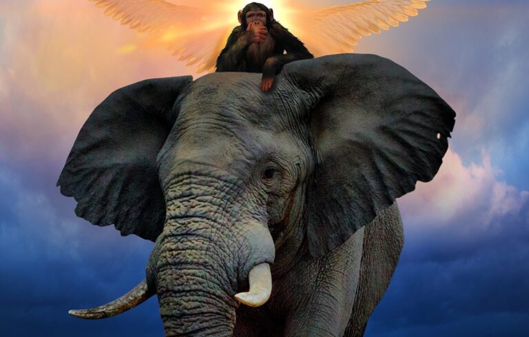 கண்டி குரங்குகளுக்கு நேர்ந்த சோகம்!