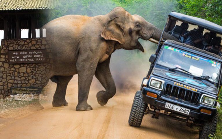 இழுத்து மூடப்பட்ட யால தேசிய பூங்கா!