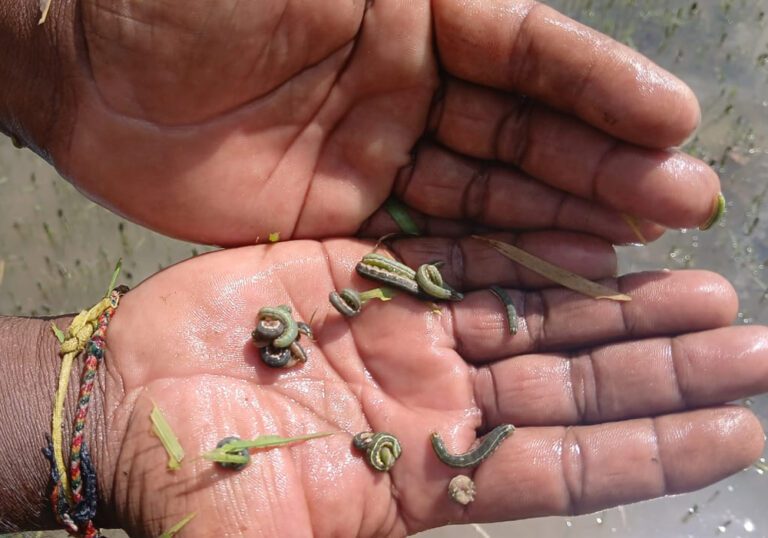 கிளிநொச்சி விவசாயிகளுக்கு ஏற்பட்ட சோகம்!