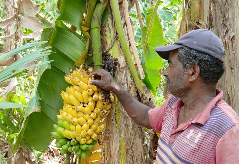 வாழைக்குலை விலையில் பாரிய வீழ்ச்சி!