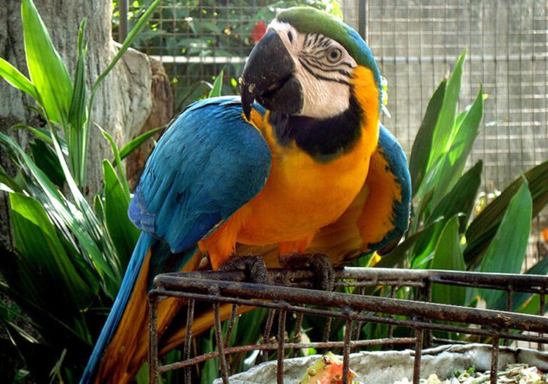 மிருகக்காட்சிசாலையில் ஆட்டை போடப்பட்ட கிளி!