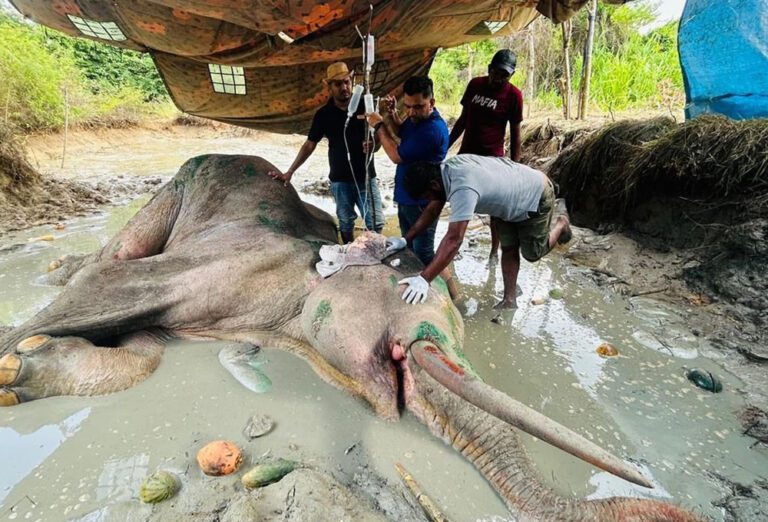 விடைபெற்றது ‘பாத்திய’ காட்டு யானை!