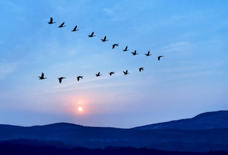 பறவைகள் ஏன் ‘V’ வடிவில் பறக்கிறது தெரியுமா?