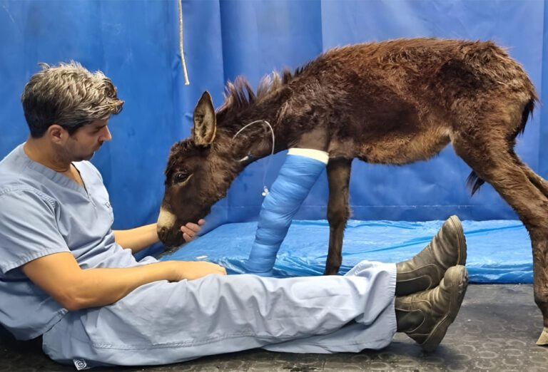 கழுதைகளை திருடும் இஸ்ரேல் ராணுவம்!