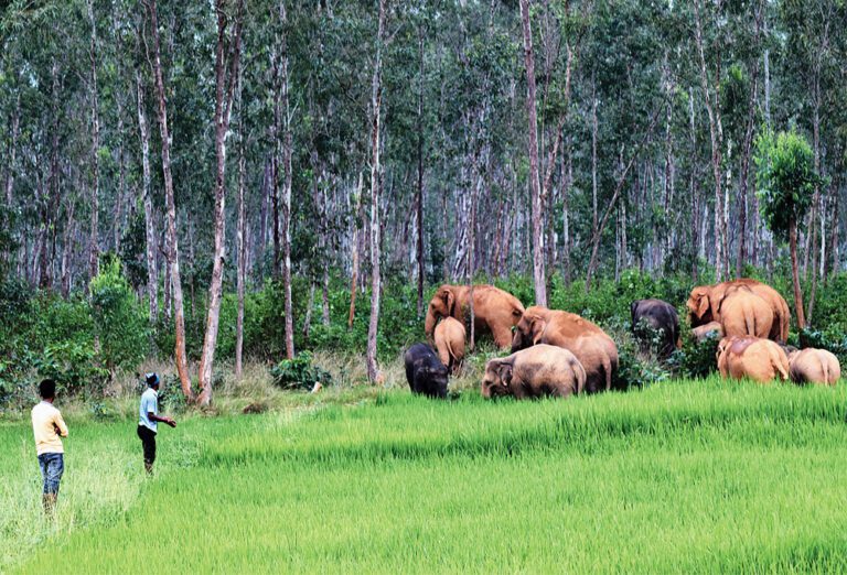 கருவலகஸ்வெவைக்கு வேட்டைக்கு சென்றவர் யானை தாக்கி பலி!