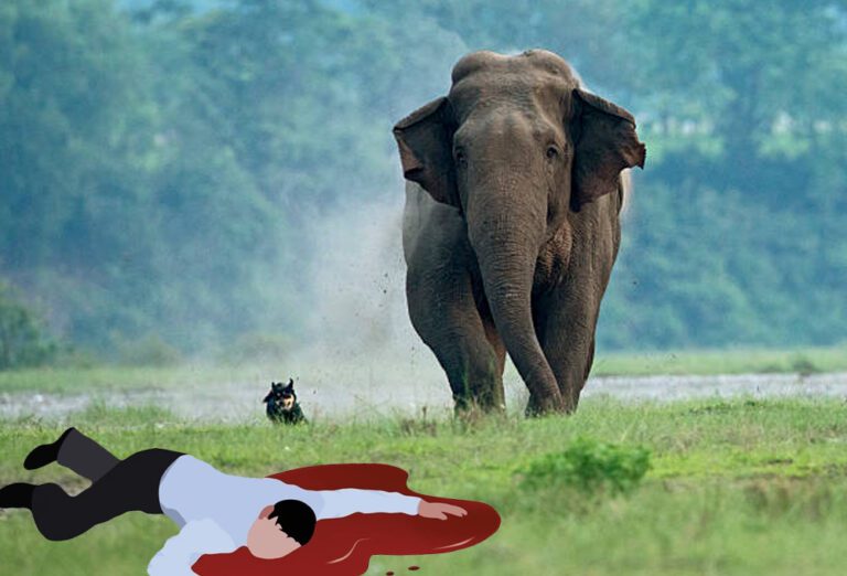 யானை தாக்கியதில் குடும்பஸ்தர் பலி!