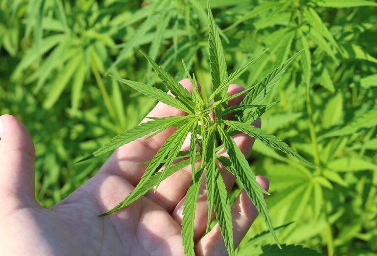 கஞ்சா செய்கைக்கு ஏழு வெளிநாட்டு நிறுவனங்களுக்கு அனுமதி!