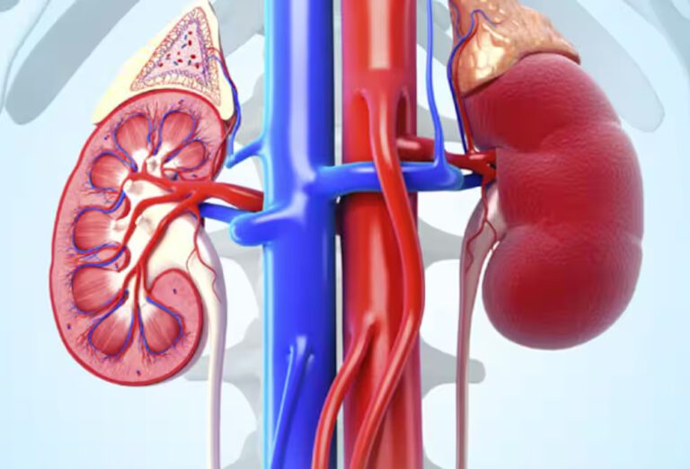 செயற்கை சிறுநீரகம் அறிமுகம்!