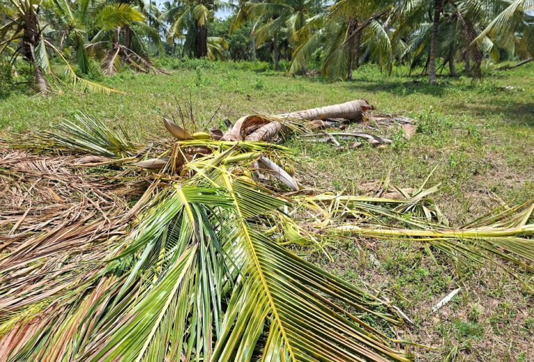 தொடர்ந்து அச்சுறுத்தும் அந்த 3 காட்டு யானைகள்!