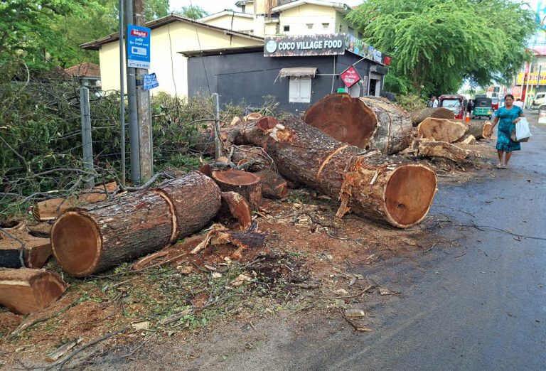 சிலாபம் நகரத்தின் பழமையான மரம் வெட்டப்பட்டது!