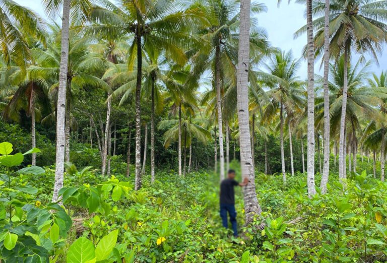 தேங்காய் திருடனால் சரமாரியாக தாக்கப்பட்ட காவலாளி!