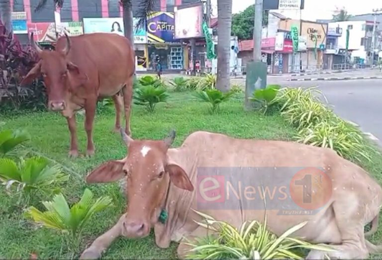 கால்நடைகளின் புகலிடமாக மாறியுள்ள சிலாபம் சுற்றுவட்டம்!