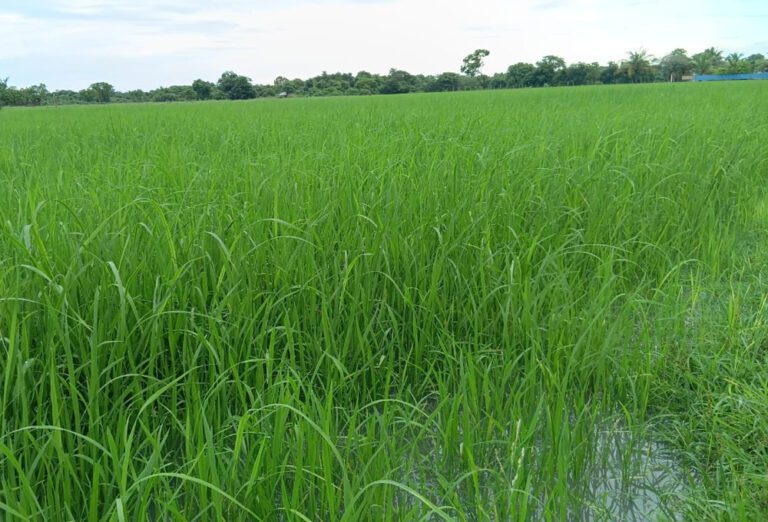 பெரும்போக நெற்செய்கைக்கு உரமானியமாக 10 கோடி வைப்பில்!