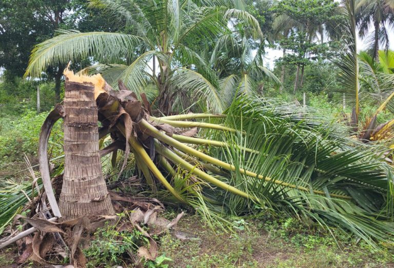 தென்னை மரங்களை பதம்பார்த்த காட்டு யானைகள்!