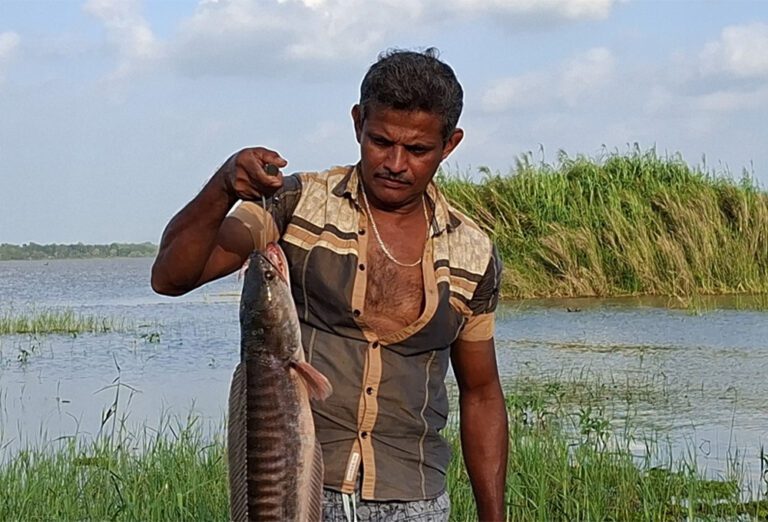 நன்னீர் மீன்பிடிக்கு தலைவலியாக மாறிய தெதுறு நயா மீன் இனம்!