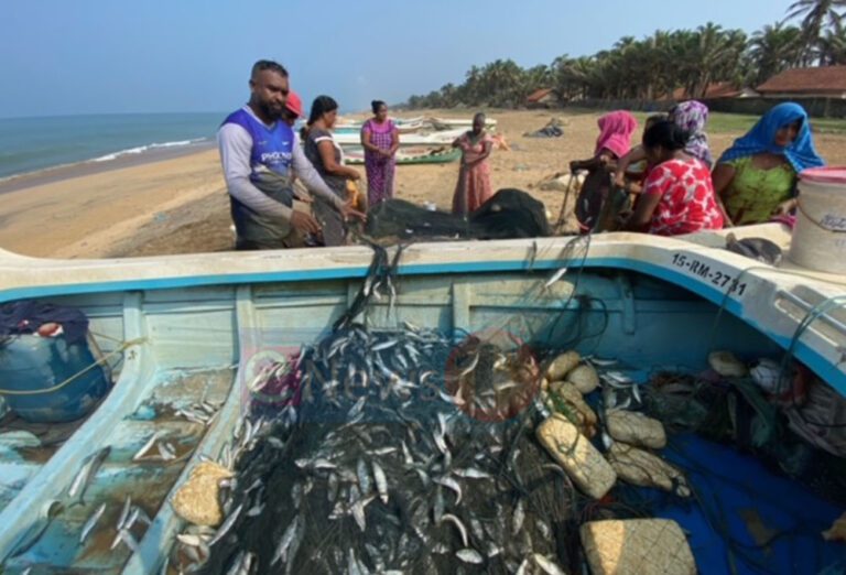 உடப்புவில் சிக்கிய பெருந்தொகையான சாலை மீன்கள்!