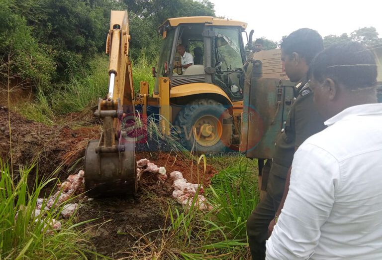 ஆனமடுவையில் இறந்த கோழிகளை விற்பனை செய்த கும்பல் பிடிபட்டது!