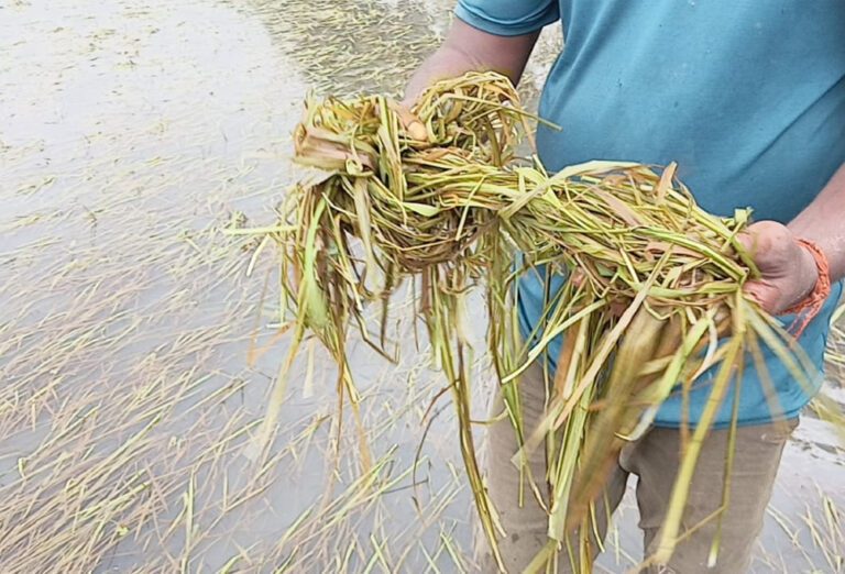 வடக்கின் நெற்செய்கையை முற்றாக அழித்த பேரிடர்!