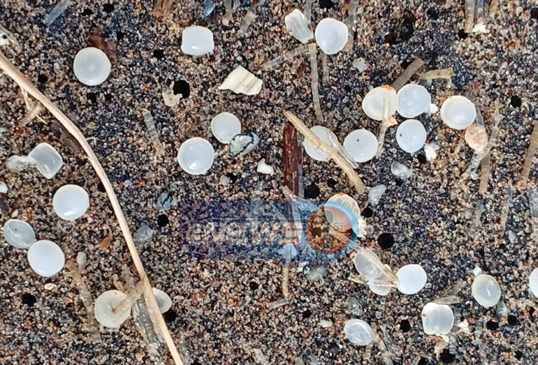 கடலில் மூழ்கிய எலீஷா கப்பலால் ஏற்பட்ட சூழல் பாதிப்பு!