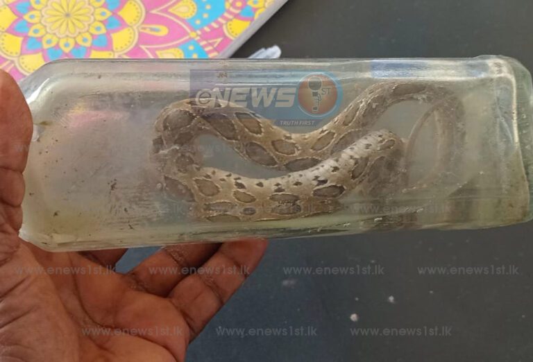 பாம்புக் கடிக்கு இலக்கான இளைஞன் உயிரிழப்பு!