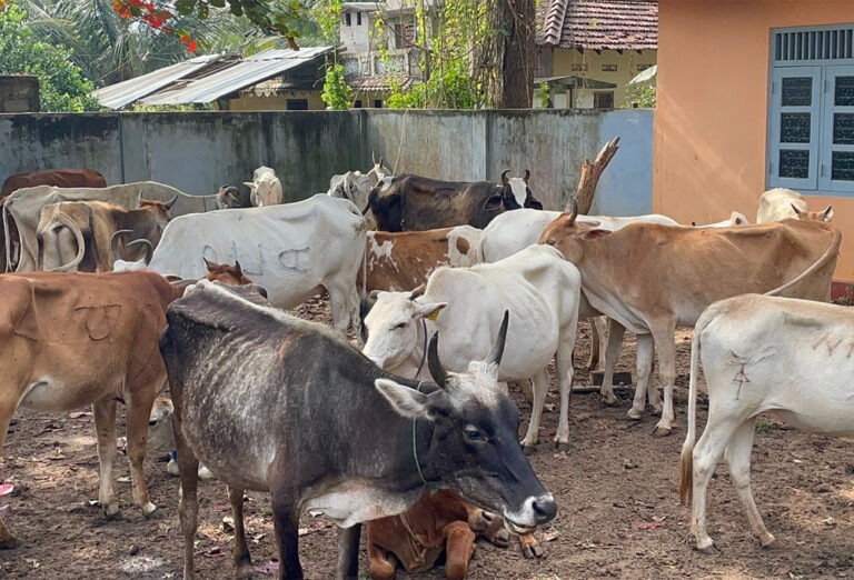 போக்குவரத்திற்கு இடையூறான 65 கால்நடைகள் பிரதேச சபை வசம்!