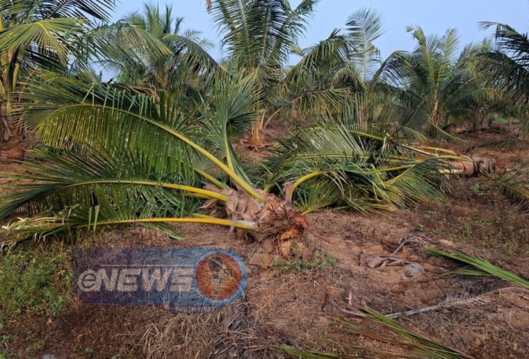 மககும்புக்கடவலவில் தீவிரமடையும் யானை – மனித மோதல்!