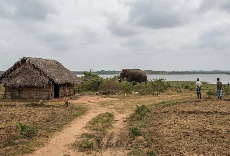 குளித்துவிட்டு வந்தவரை தாக்கிய காட்டு யானை!