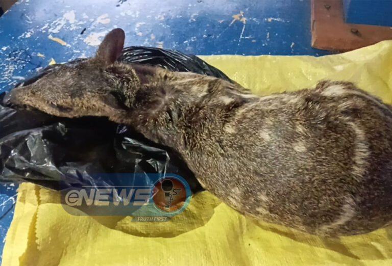 அரிய வகை உயிரினத்தை வேட்டையாடிய கொடூரம்!