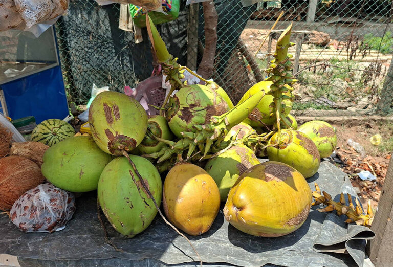 தாகம் தீர்க்கும் இளநீர்- பட்டினிக்கு தள்ளும் தேங்காய் தட்டுப்பாடு?