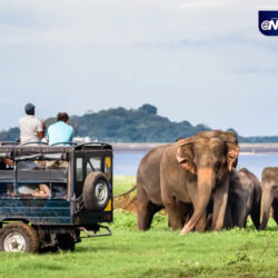 wilpattu 2
