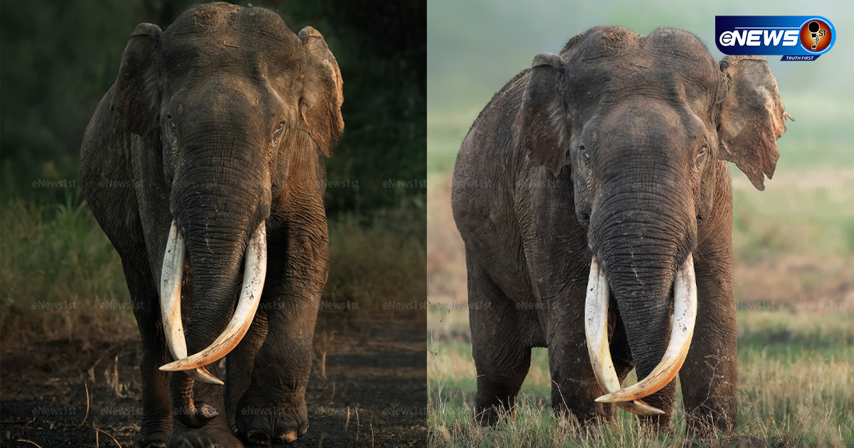 MAHASEN ELEPHANT